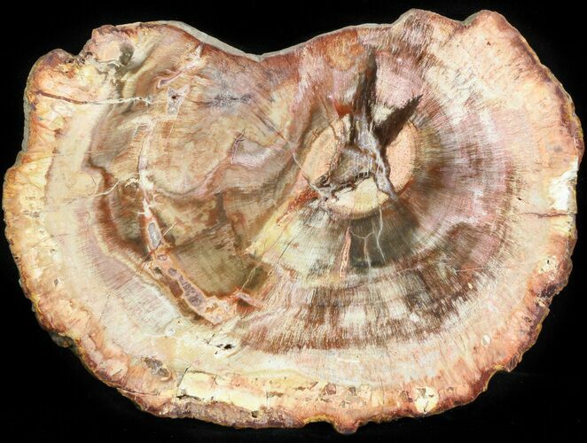 Petrified Wood (Araucaria) Slice - Madagascar #41988